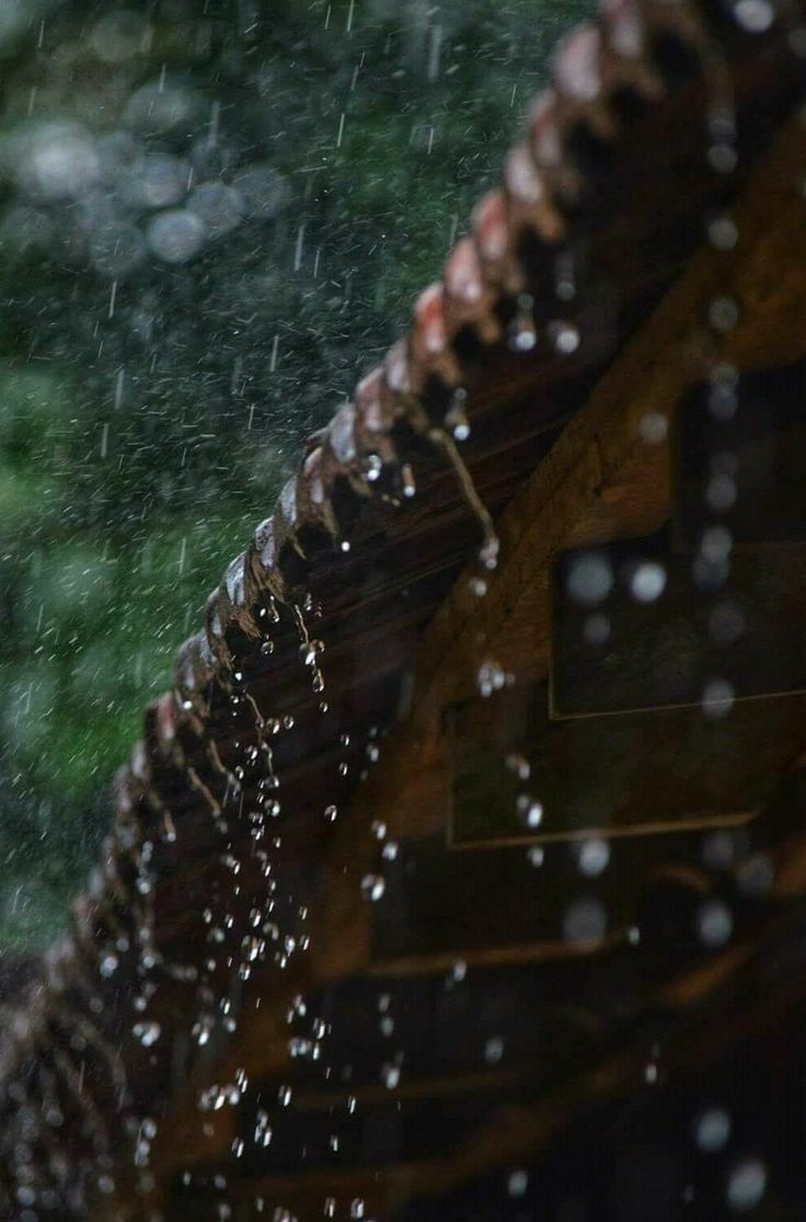 梅雨の庭木の病気対策｜うどんこ病・黒星病を風通しで防ぐ自然な手入れ