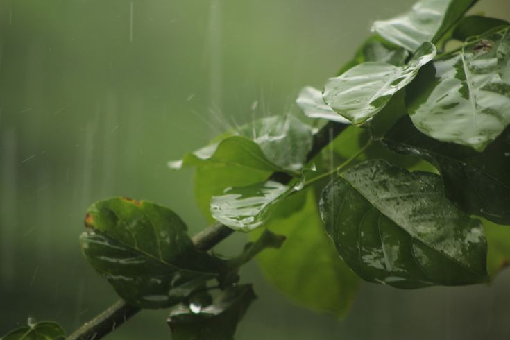 梅雨の雨に濡れる葉