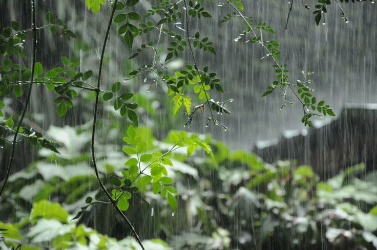 梅雨の雨に濡れる庭の緑