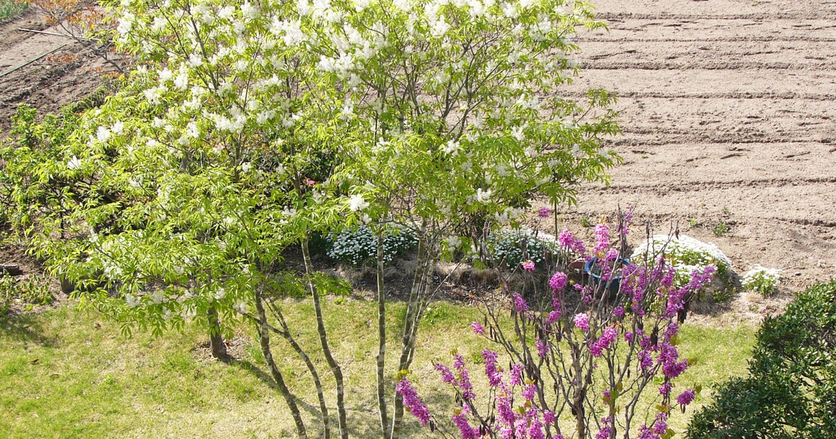 梅雨明けの庭リセット術｜傷んだ庭を夏に向けて立て直す点検と手入れ